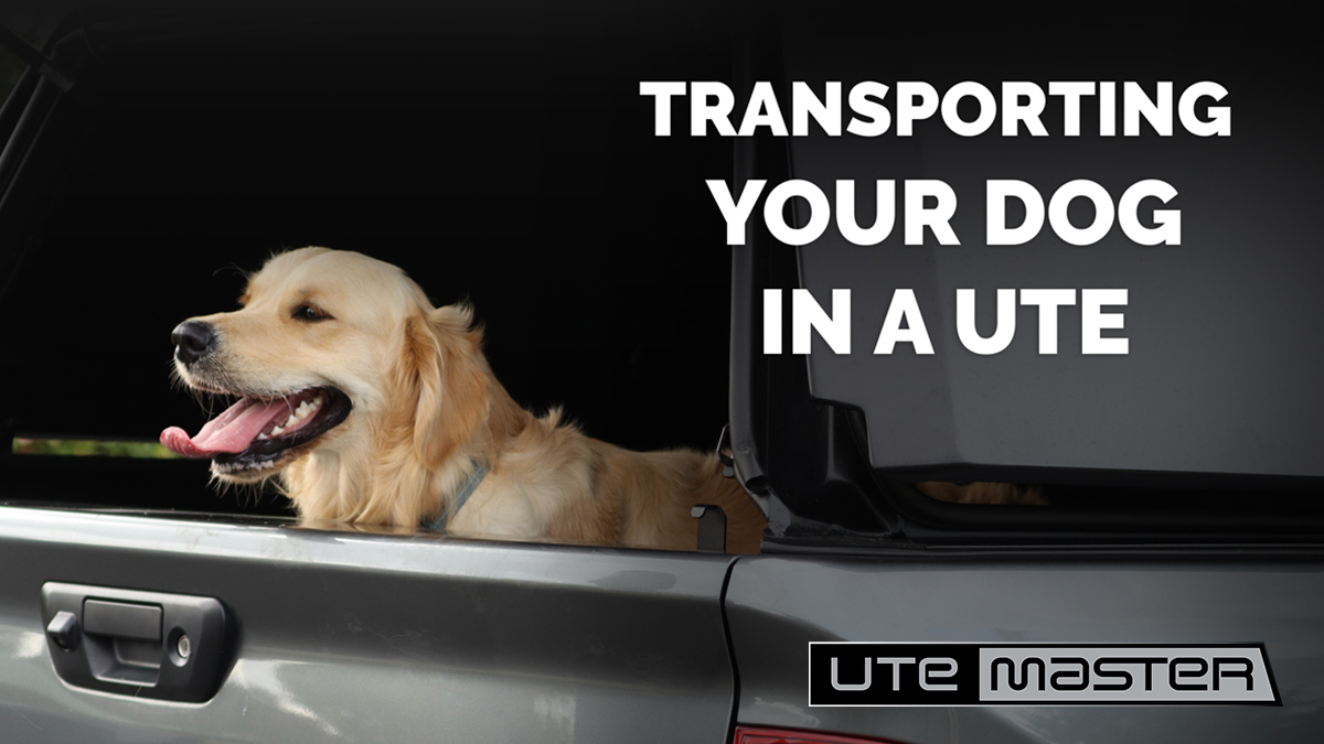 Transporting your dog in a ute Utemaster